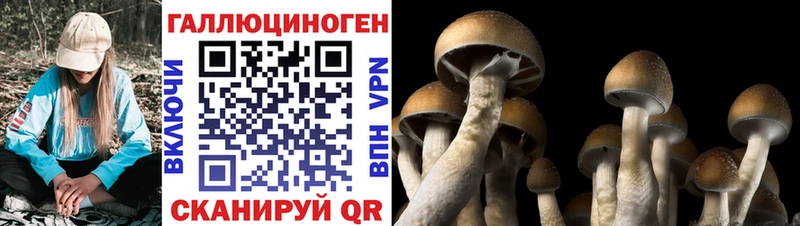 как найти закладки Оренбург hydra Псилоцибиновые грибы GOLDEN TEACHER